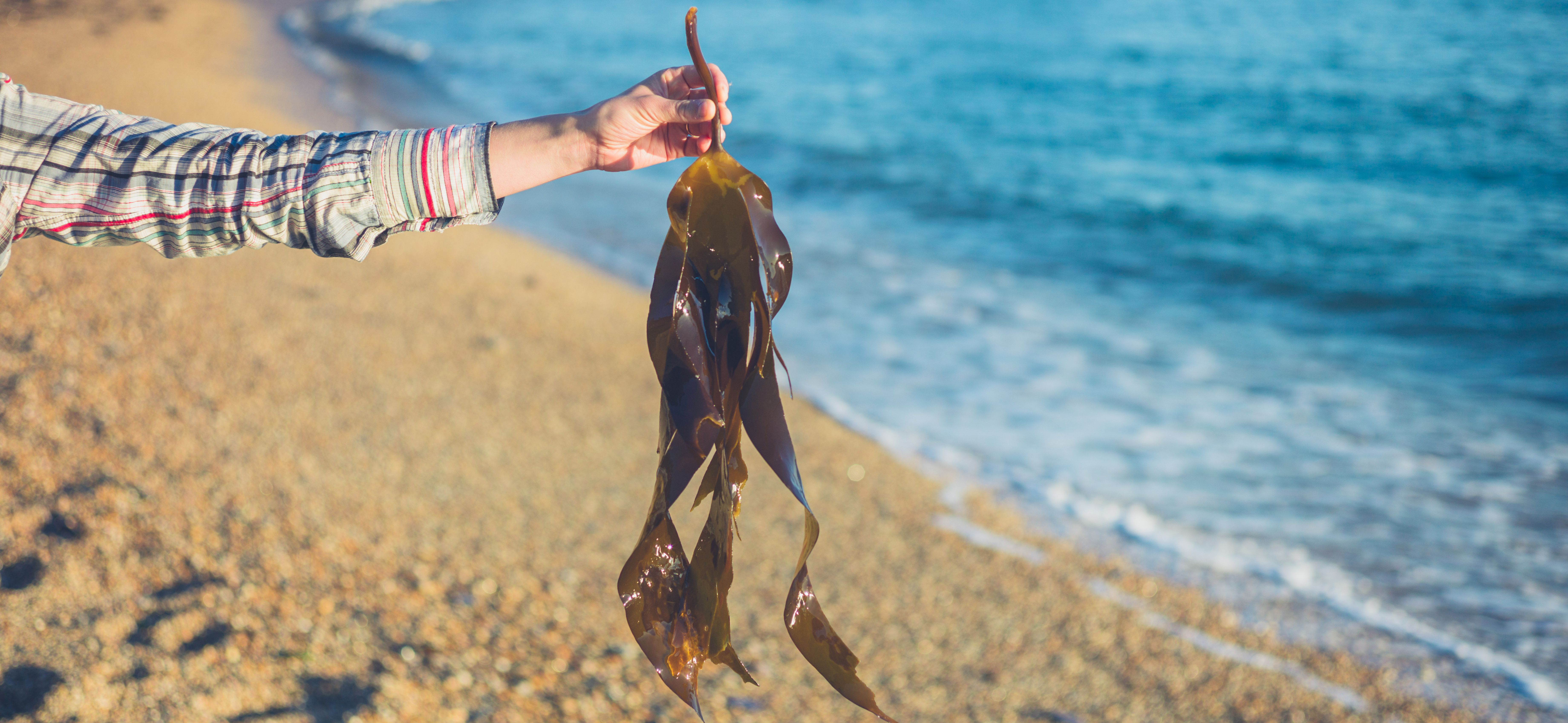 Sinking Into Seaweed: Japan SDGs Innovation Challenge | United Nations ...